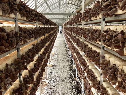 高知県産仁淀川きくらげ詰合せセット（仁淀川町ツボイ産）