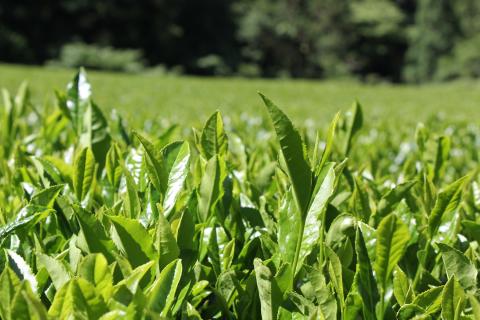 0110202池川一番茶 飲みくらべセット