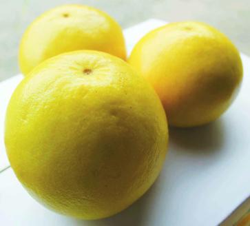 0121601早春の味わい　つやつやに輝く土佐文旦※令和8年３月下旬頃からの発送