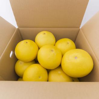 0122901清流仁淀川の側で育てた 片岡園芸の土佐文旦※令和8年３月中旬頃からの発送