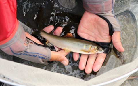 0452401鮎屋仁淀川　天然鮎1kg（14-28尾）