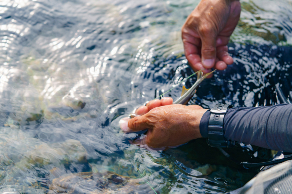 仁淀川での鮎の友釣り体験【大人1名・子ども1名（高校生以下）】