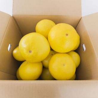 0121601早春の味わい　つやつやに輝く土佐文旦※令和8年３月下旬頃からの発送