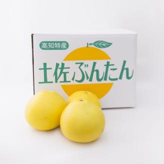 0122901清流仁淀川の側で育てた 片岡園芸の土佐文旦※令和8年３月中旬頃からの発送