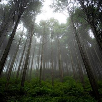 0162001によどヒノキウォーター　３点セット