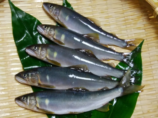 0232401鮎屋仁淀川の友釣り　 天然鮎500g（5-14尾）