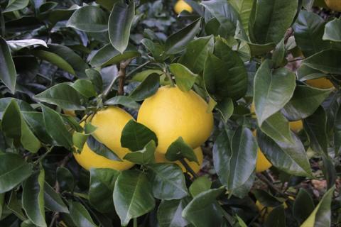 0122901清流仁淀川の側で育てた 片岡園芸の土佐文旦※令和8年３月中旬頃からの発送