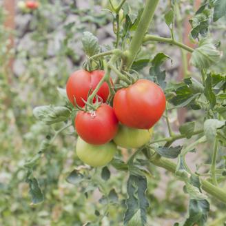 0212502大満足　石垣トマト(１箱約2.5kg)　※令和8年５月下旬まで受付中