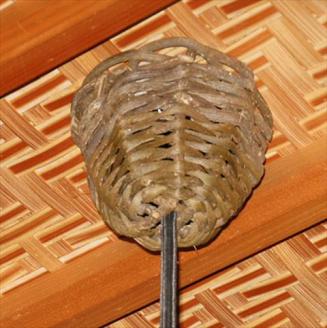 1160101竹細工照明 ペンダントライト ～プルート(2灯式)・虎斑竹～