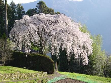 0152601秋葉の里の手作りいりもち（20枚入り：冷凍）