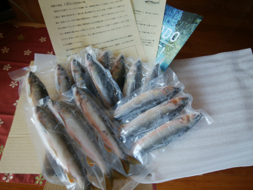 0232401鮎屋仁淀川の友釣り　 天然鮎500g（5-14尾）