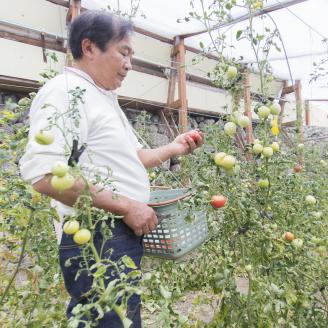 0212502大満足　石垣トマト(１箱約2.5kg)　※令和8年５月下旬まで受付中