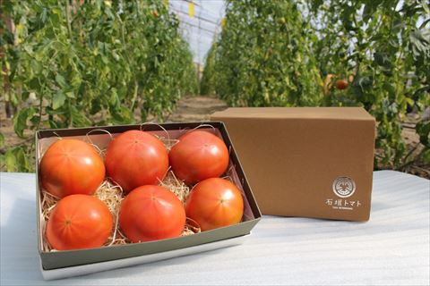0112501石垣トマト　Ａランク（糖度7～9度）　１箱６個入り(１kg～２Kg )２箱セット  ※令和８年５月下旬まで受付中