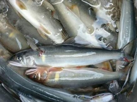 0452401鮎屋仁淀川　天然鮎1kg（14-28尾）