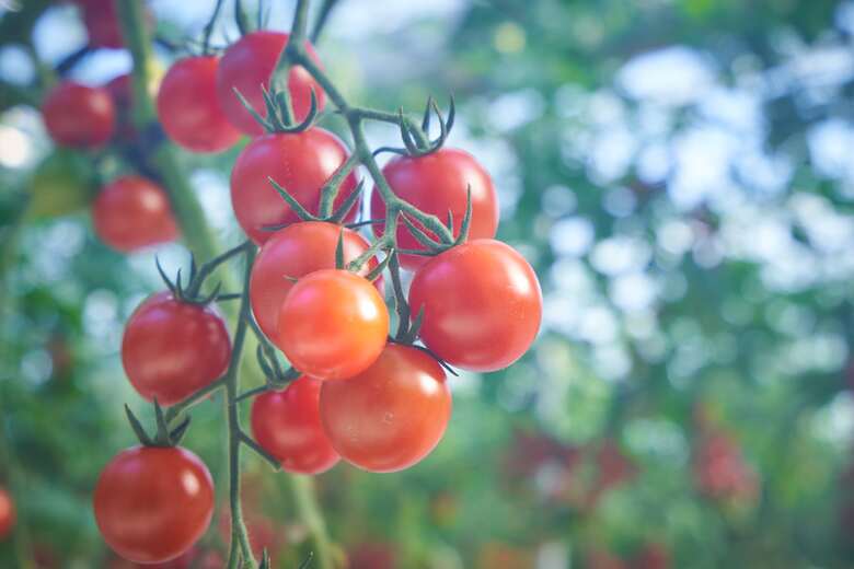 絶品 フルーツ ミニトマト 約2kg 四万十川源流域 まちだ農園 フルーツトマト ふるーつとまと とまと トマト 甘い 濃厚 美味しい 箱詰め 糖度8%～12% 高知