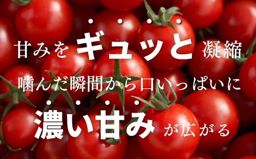 【定期便全6回 1月～6月毎月お届け】四万十川源流域で育まれた 絶品 フルーツミニトマト 1kg フルーツトマト ふるーつとまと とまと トマト 甘い 濃厚 美味しい 箱詰め 糖度8%～12% 高知 6回コース