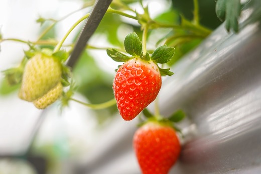 先行予約受付中 山中さんの「いちご」 ( あまおとめ 4パック ) 苺 イチゴ 高知県産 1200g あまおとめ 4パック