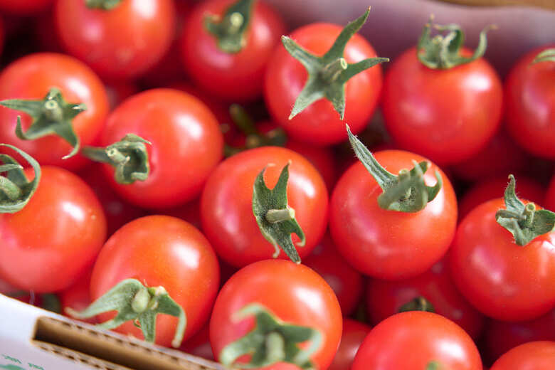 フルーツミニトマト 『 くれまるこ 』 1.2kg フルーツトマト ふるーつとまと とまと トマト 甘い 濃厚 美味しい 箱詰め 高知 久礼 宇井農園 1.2kg