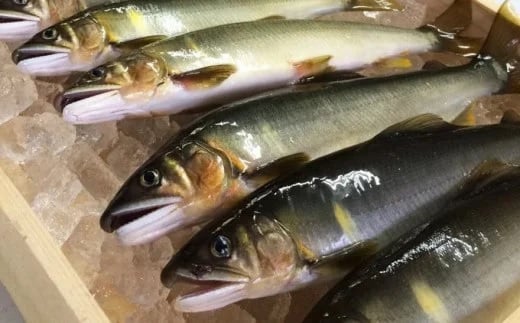 四万十川上流の天然鮎 釣り鮎 1.5kg ( 冷凍 6～22尾 ) 鮎 あゆ アユ 川魚 高知県 四万十 天然 冷凍 1.5kg