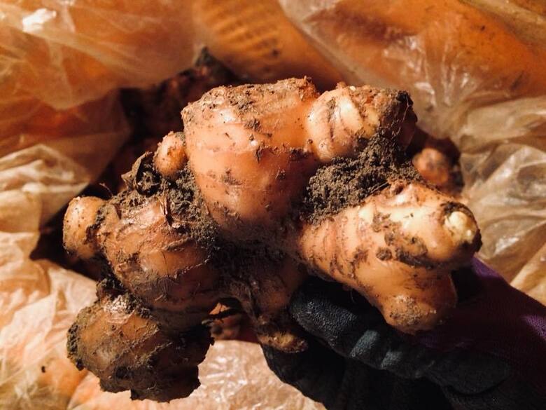 鰹乃國の生姜 ( 土佐一 ) 500g ( 自然栽培 農薬 化学肥料不使用 高知県 )