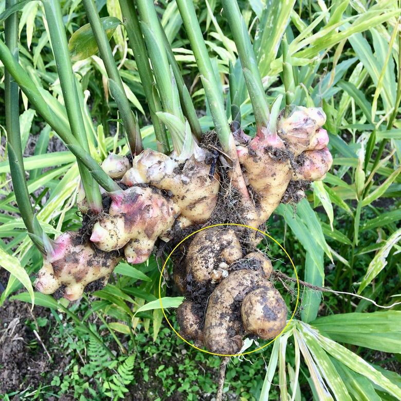 生姜の粉 ・ 乾燥パウダー 10g × 5袋 セット ( 自然栽培 農薬 化学肥料不使用 高知県 )