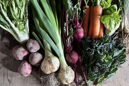 【定期便全4回】高知の旬をお届け「中里自然農園・旬のお野菜便」 定期便 野菜 セット 野菜の詰め合わせ 8～10種類 高知 新鮮 農薬不使用 化学肥料不使用 安心 旬 野菜 フレッシュ