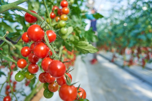 絶品 フルーツ ミニトマト 約1kg 四万十川源流域 まちだ農園 フルーツトマト ふるーつとまと とまと トマト 甘い 濃厚 美味しい 箱詰め 糖度8%～12% 高知