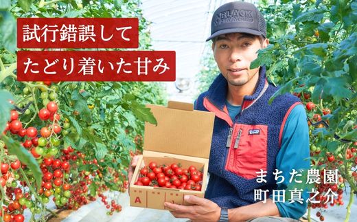 【定期便全6回 1月～6月毎月お届け】四万十川源流域で育まれた 絶品 フルーツミニトマト 1kg フルーツトマト ふるーつとまと とまと トマト 甘い 濃厚 美味しい 箱詰め 糖度8%～12% 高知 6回コース