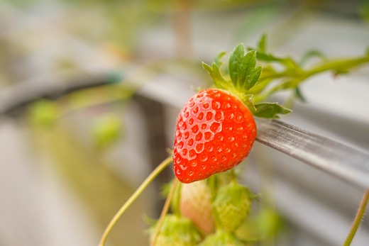 山中さんの「いちご」 ( あまおとめ 4パック ) 苺 イチゴ 高知県産 1200g あまおとめ 4パック