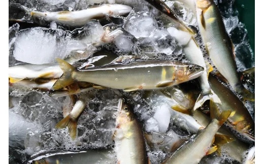 四万十川上流の天然鮎 釣り鮎 900g ( 冷凍 4～14尾 ) 鮎 あゆ アユ 川魚 高知県 四万十 天然 冷凍 900g