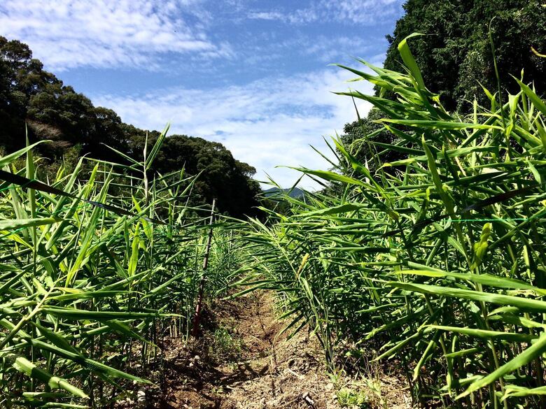 鰹乃國の生姜 ( 土佐一 ) 1kg ( 自然栽培 農薬 化学肥料不使用 高知県 )