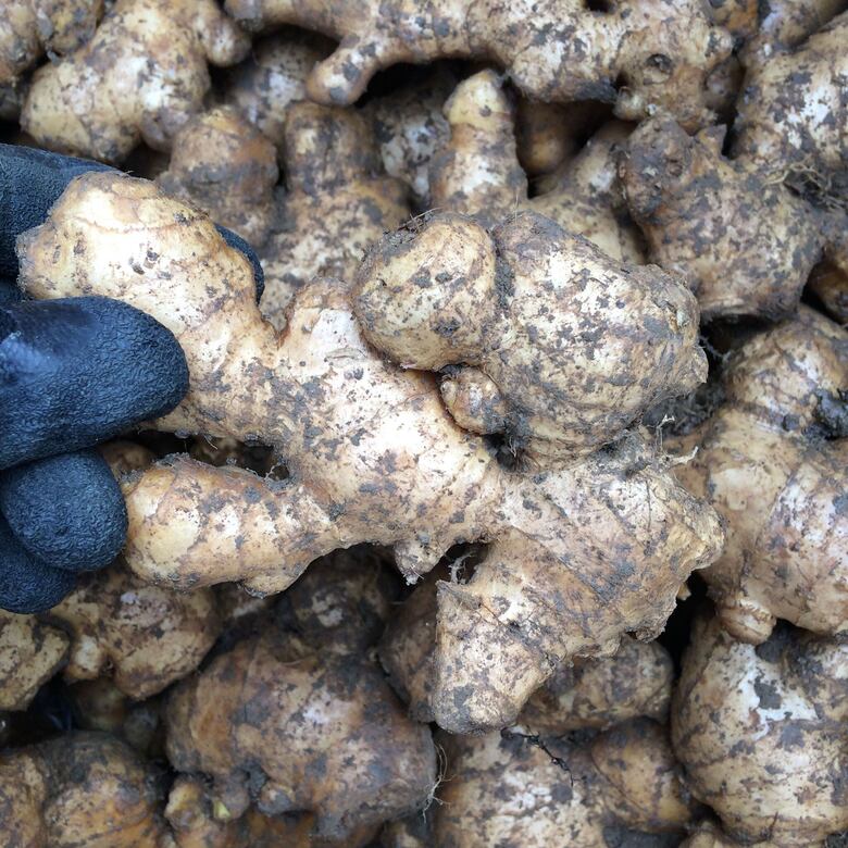 生姜の粉 ・ 乾燥パウダー 10g × 5袋 セット ( 自然栽培 農薬 化学肥料不使用 高知県 )