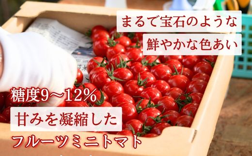 【定期便全3回 1月・3月・6月にお届け】四万十川源流域で育まれた 絶品 フルーツミニトマト 1kg フルーツトマト ふるーつとまと とまと トマト 甘い 濃厚 美味しい 箱詰め 糖度8%～12% 高知 3回コース