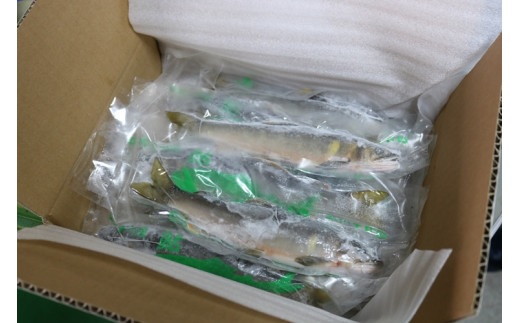 四万十川上流の天然鮎 釣り鮎 900g ( 冷凍 4～14尾 ) 鮎 あゆ アユ 川魚 高知県 四万十 天然 冷凍 900g