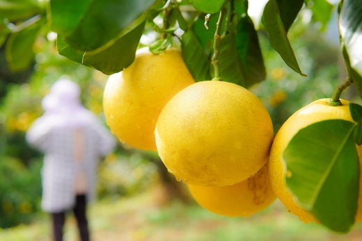 〈 先行予約受付中 〉 潮風の恵みで育った津野さんの土佐文旦 3・4・5L混合 家庭用 10kg 文旦 ブンタン ぶんたん 高知 土佐 果物 甘い 柑橘 フルーツ