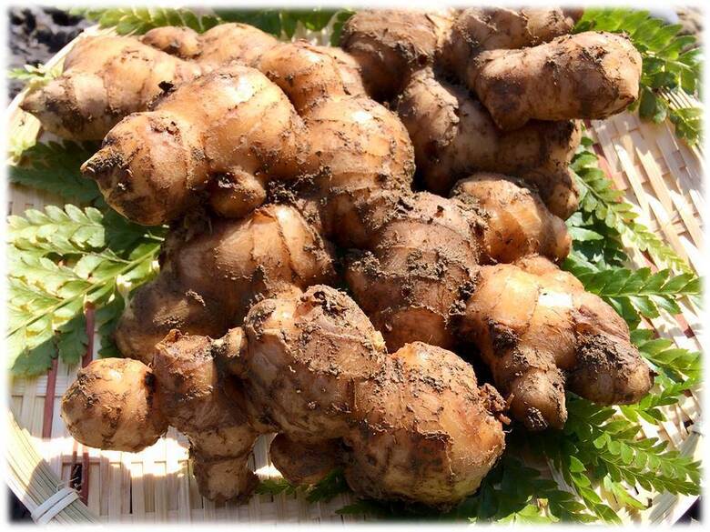 鰹乃國の生姜 ( 土佐一 ) 1kg ( 自然栽培 農薬 化学肥料不使用 高知県 )