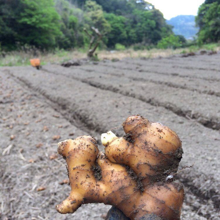 生姜の粉 ・ 乾燥パウダー 10g × 2袋 セット ( 自然栽培 農薬 化学肥料不使用 高知県 )