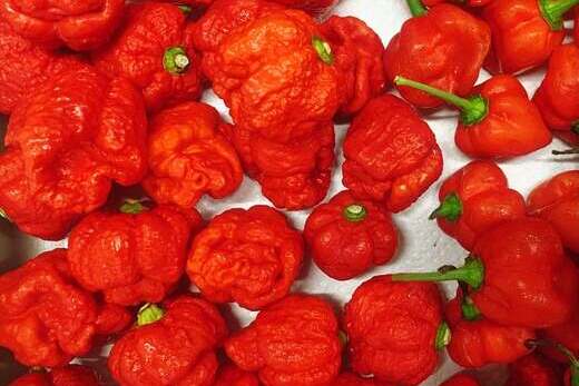 ホットソース Oh! No!! Me!!! ３本セット 調味料 唐辛子 トリニダード・スコーピオン 高知 大野見 四万十 野菜 辛い 60g