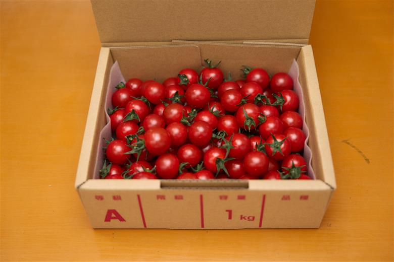 【定期便全5回 2月～6月毎月お届け】四万十川源流域で育まれた 絶品 フルーツミニトマト 1kg フルーツトマト ふるーつとまと とまと トマト 甘い 濃厚 美味しい 箱詰め 糖度8%～12% 高知 5回コース