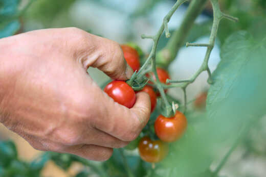 フルーツミニトマト 『 くれまるこ 』 1.2kg フルーツトマト ふるーつとまと とまと トマト 甘い 濃厚 美味しい 箱詰め 高知 久礼 宇井農園 1.2kg