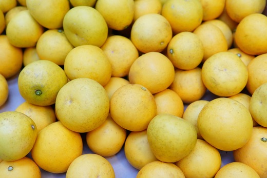 〈 先行予約受付中 〉 潮風の恵みで育った津野さんの土佐文旦 3・4・5L混合 家庭用 10kg 文旦 ブンタン ぶんたん 高知 土佐 果物 甘い 柑橘 フルーツ