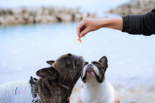 漁師の一本釣り イヌジャーキー [小] 15g 3袋セット 犬用 ペット おやつ かつお 鰹 ジャーキー ペットフード 犬用ジャーキー小 15g3袋