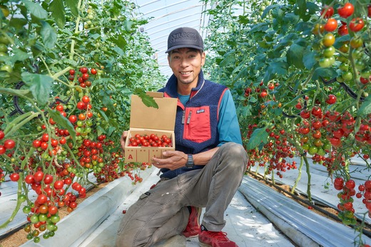 絶品 フルーツ ミニトマト 約2kg 四万十川源流域 まちだ農園 フルーツトマト ふるーつとまと とまと トマト 甘い 濃厚 美味しい 箱詰め 糖度8%～12% 高知