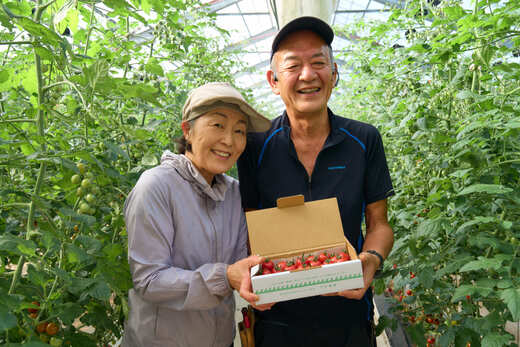 フルーツミニトマト 『 くれまるこ 』 1.2kg フルーツトマト ふるーつとまと とまと トマト 甘い 濃厚 美味しい 箱詰め 高知 久礼 宇井農園 1.2kg