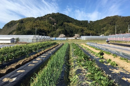 高知の旬をお届け「 中里自然農園 ・ 旬のお野菜便 」 野菜セット 野菜の詰め合わせ 8～10種類 高知 新鮮 農薬不使用 化学肥料不使用 安心 旬 野菜 フレッシュ