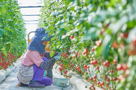 絶品 フルーツ ミニトマト 約2kg 四万十川源流域 まちだ農園 フルーツトマト ふるーつとまと とまと トマト 甘い 濃厚 美味しい 箱詰め 糖度8%～12% 高知