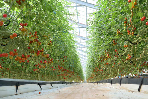 フルーツミニトマト 『 くれまるこ 』 1.2kg フルーツトマト ふるーつとまと とまと トマト 甘い 濃厚 美味しい 箱詰め 高知 久礼 宇井農園 1.2kg