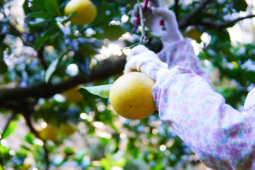 〈 先行予約受付中 〉 潮風の恵みで育った津野さんの土佐文旦 3・4・5L混合 家庭用 10kg 文旦 ブンタン ぶんたん 高知 土佐 果物 甘い 柑橘 フルーツ