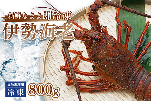 伊勢海老 ( 冷凍 ) お味噌汁用 約 800g エビ えび 家庭用 訳あり 800g