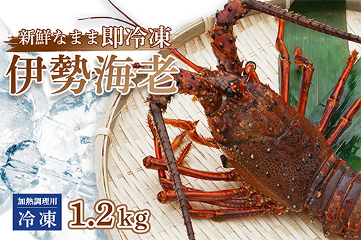 伊勢海老 ( 冷凍 ) お味噌汁用 約 1.2kg エビ えび 家庭用 訳あり 1.2kg